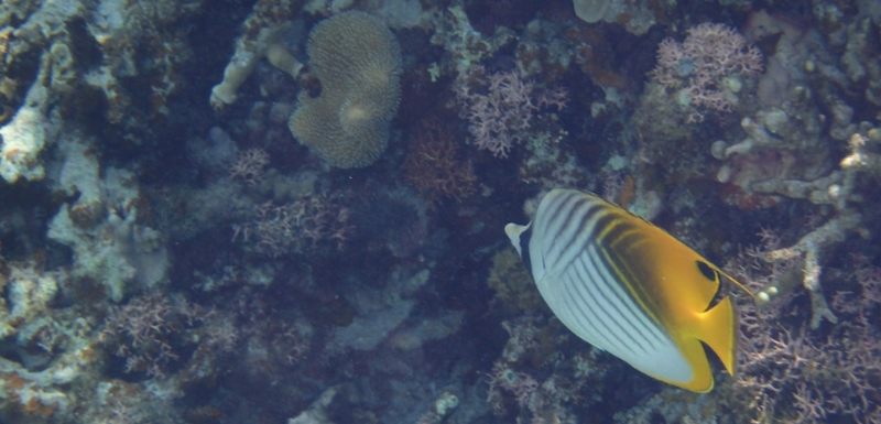 ���t���̂邾���b�ƒ�p��`�q�����L�b�g�I�yMYCODE�i�}�C�R�[�h�j�z
���T�C�g